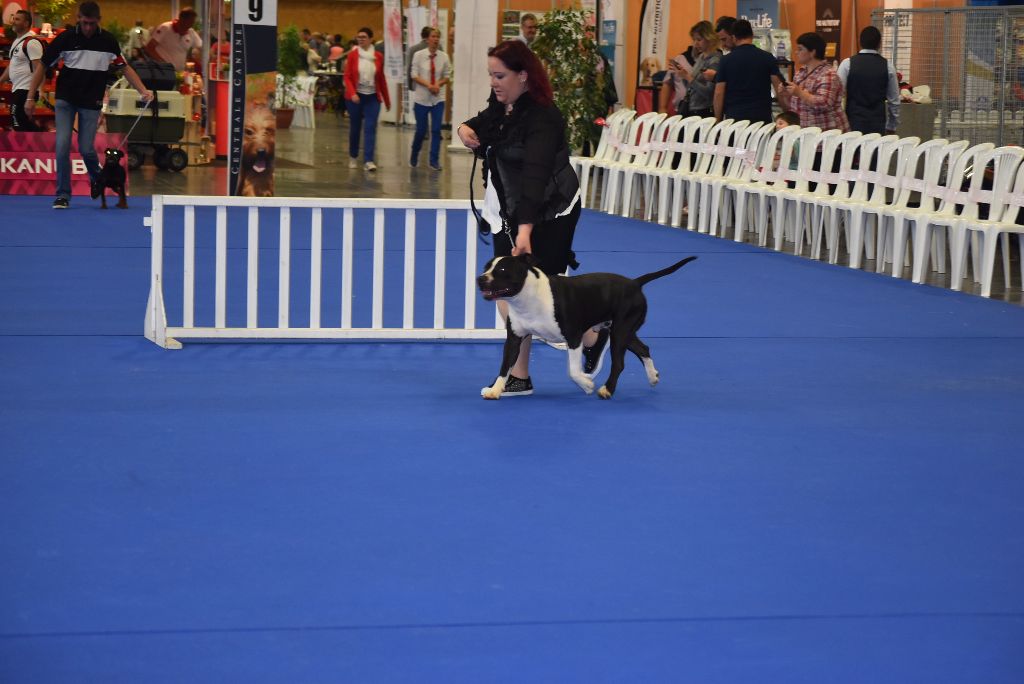 Thoresteel Lennox lewis - Excellent NC