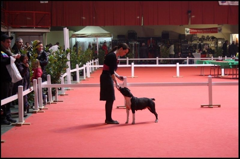 CH. Elektra von Den Taos Wächtern - 2em Excellent