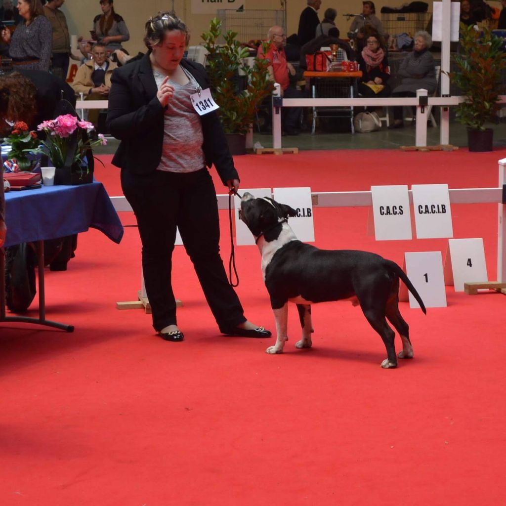 Thoresteel Lennox lewis - 3em Excellent