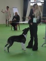 CH. Elektra von Den Taos Wächtern - 3eme Excellente