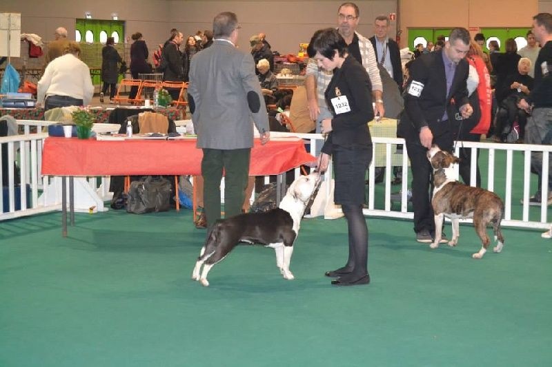 Damsteleasy Story G'zaya franstal's de zeus - 3eme Excellente