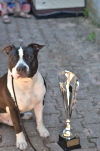 Thoresteel Lennox lewis - 1er Excellent CACS BOS