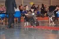 CH. Elektra von Den Taos Wächtern - 3eme Excellente