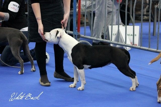 Damsteleasy Story G'zaya franstal's de zeus - Excellente non classée