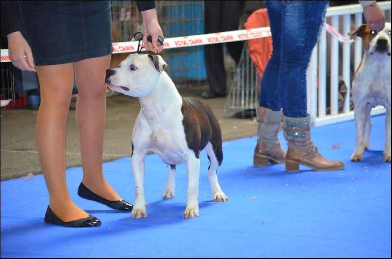 Damsteleasy Story G'zaya franstal's de zeus - 4eme Excellente