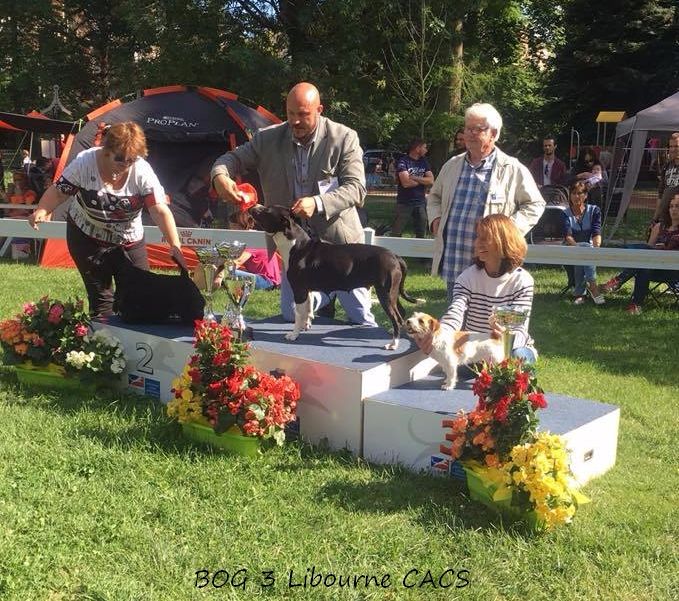 CH. Elektra von Den Taos Wächtern - 1ere Excellente BEST VETERANTE BOB BOG BIS5