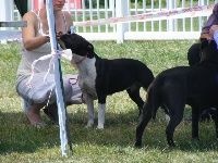 CH. Elektra von Den Taos Wächtern - 2eme Excellente