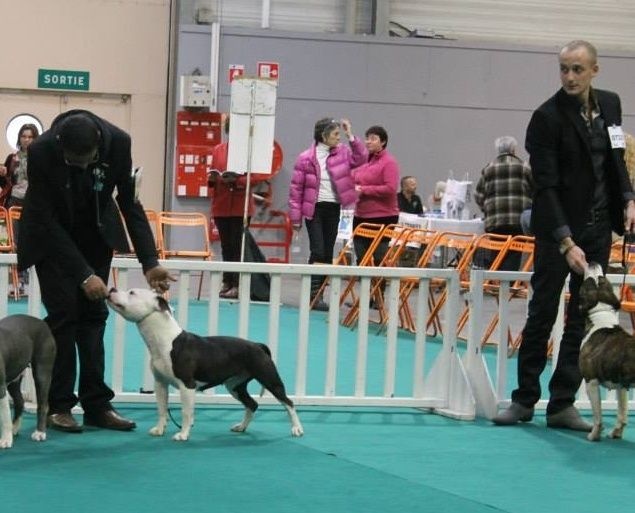 Damsteleasy Story G'zaya franstal's de zeus - Tres bon non classé