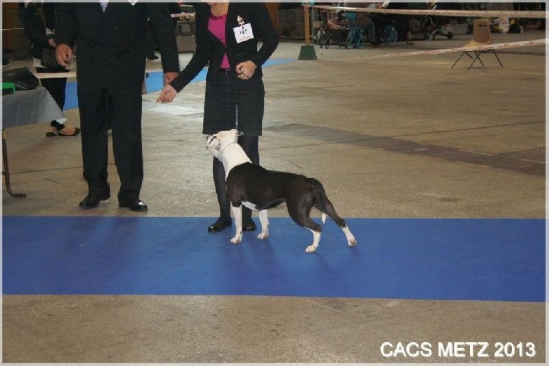 Damsteleasy Story G'zaya franstal's de zeus - 2eme Excellente