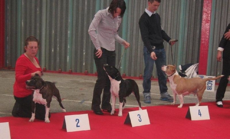 CH. Elektra von Den Taos Wächtern - 3eme Excellente