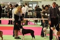 CH. Elektra von Den Taos Wächtern - 3eme Excellente