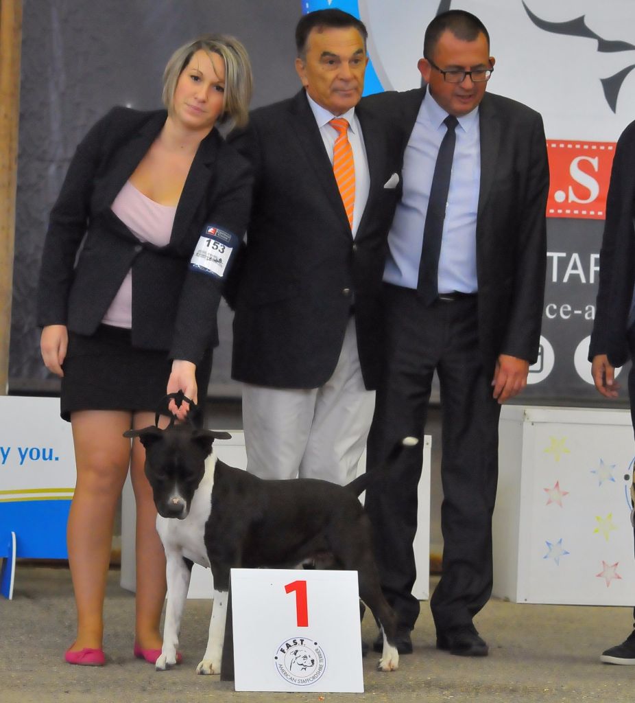 CH. Elektra von Den Taos Wächtern - 1ere Excellente