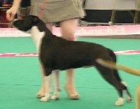 CH. Elektra von Den Taos Wächtern - 2eme Excellente