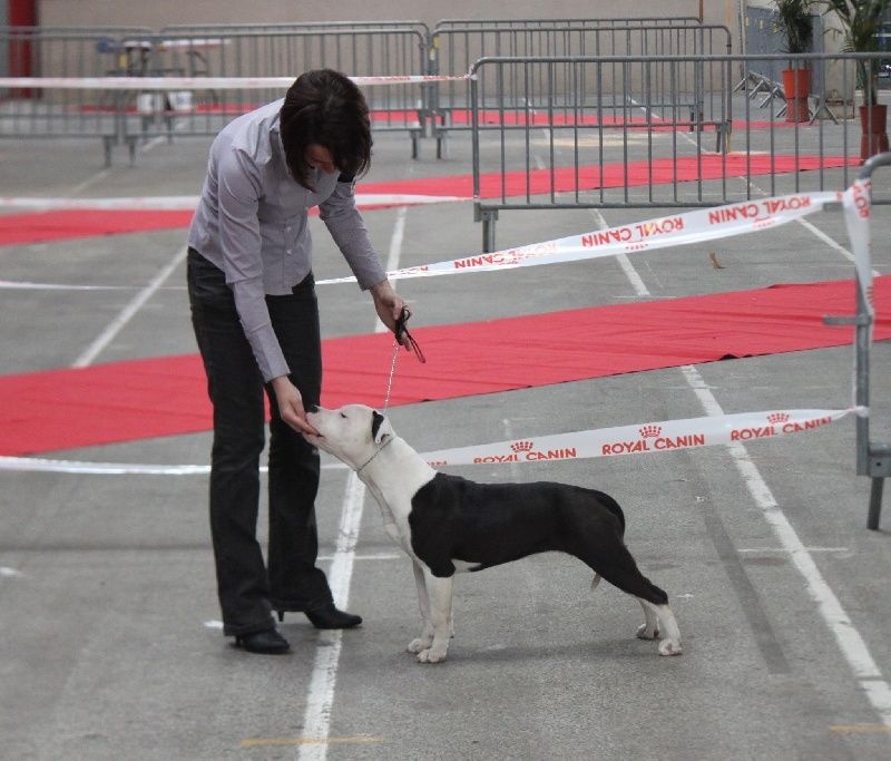 Damsteleasy Story G'zaya franstal's de zeus - 1ere très Prometteur, Best Puppy