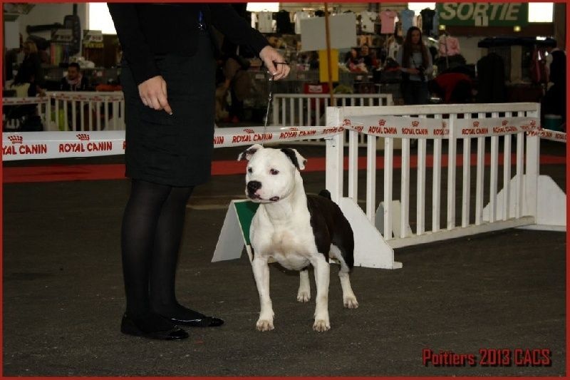 Damsteleasy Story G'zaya franstal's de zeus - Excellent non classée