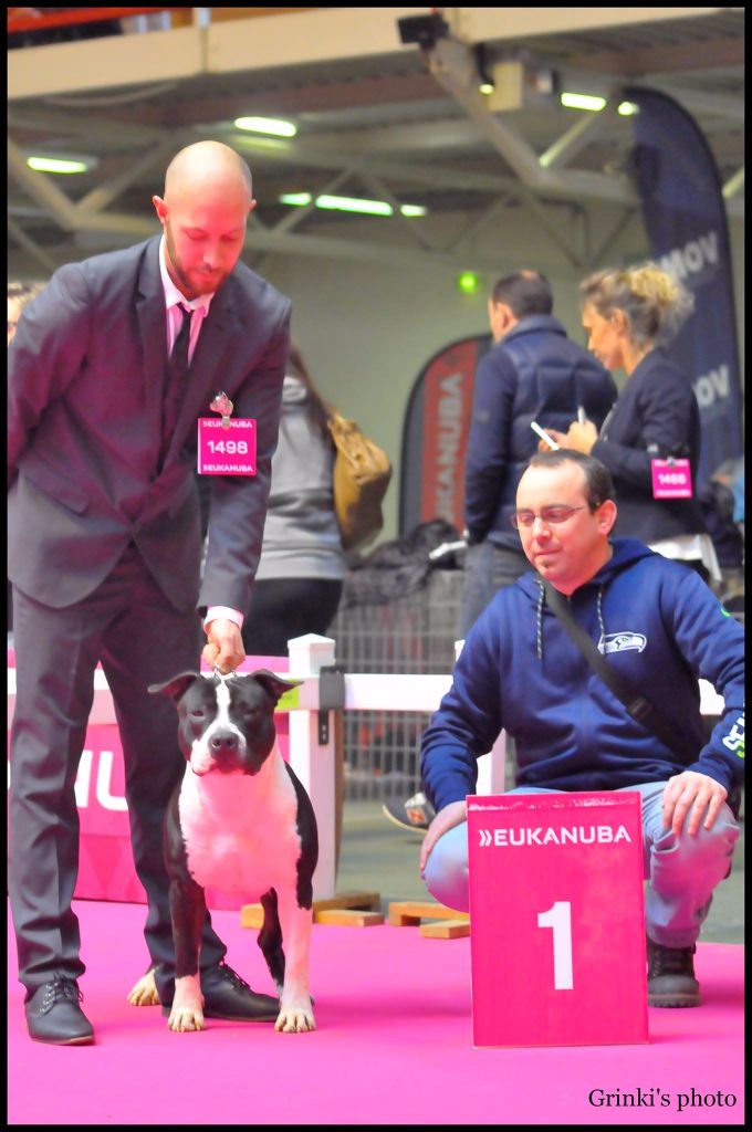 Thoresteel Lennox lewis - 1er Excellent CACS CACIB BOB