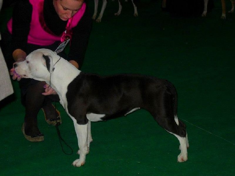 Damsteleasy Story G'zaya franstal's de zeus - 4em Excellente