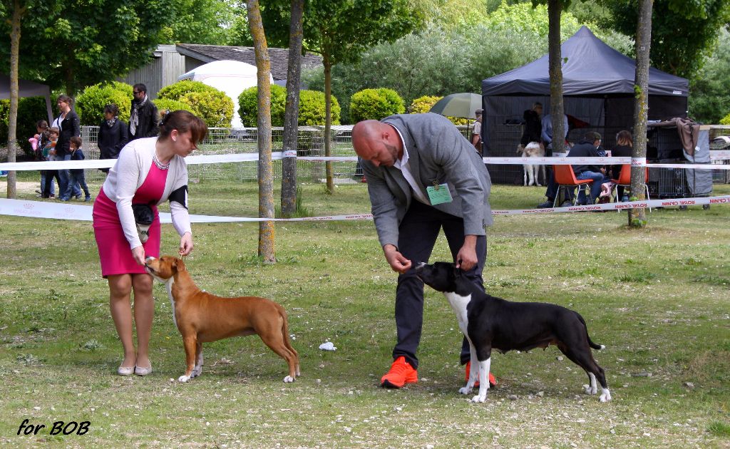 CH. Elektra von Den Taos Wächtern - 1ere Excellente BEST VETERANTE BIS VETERANTE