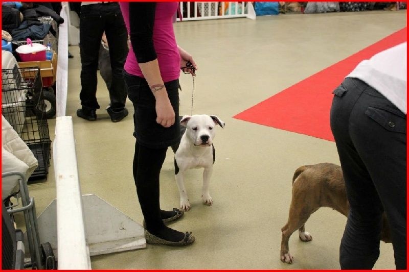 Damsteleasy Story G'zaya franstal's de zeus - Excellente non classé