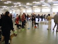 CH. Elektra von Den Taos Wächtern - 3eme Excellente