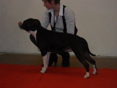 CH. Elektra von Den Taos Wächtern - 1ere Excellente