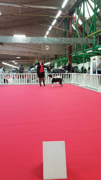 Thoresteel Lennox lewis - 2eme Excellent