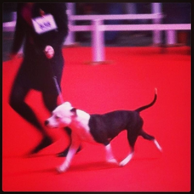 Damsteleasy Story G'zaya franstal's de zeus - 1ere très Bon