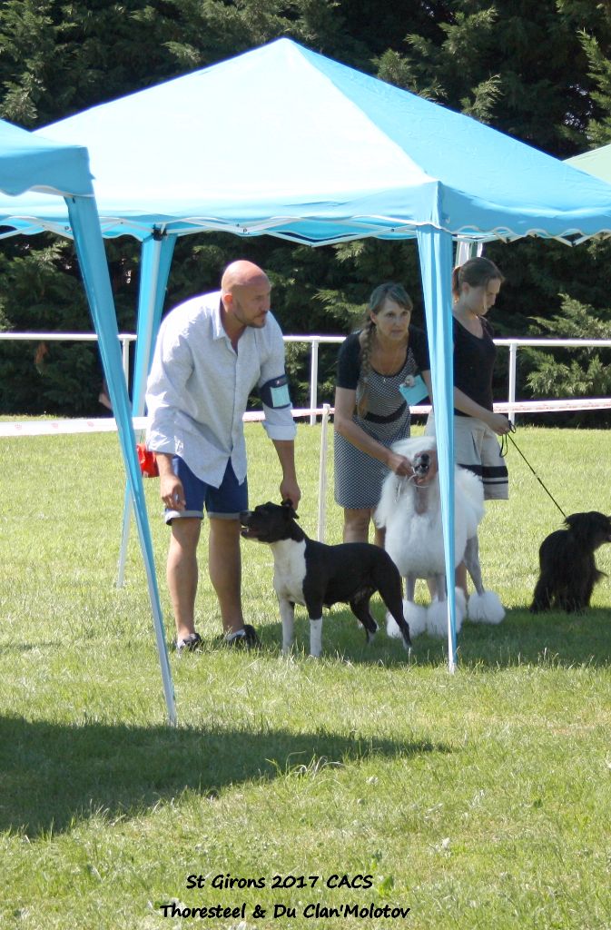 CH. Elektra von Den Taos Wächtern - 1ere Excellente BEST VETERANTE