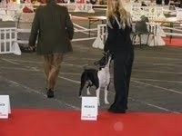 CH. Elektra von Den Taos Wächtern - 2eme Excellente RCACS