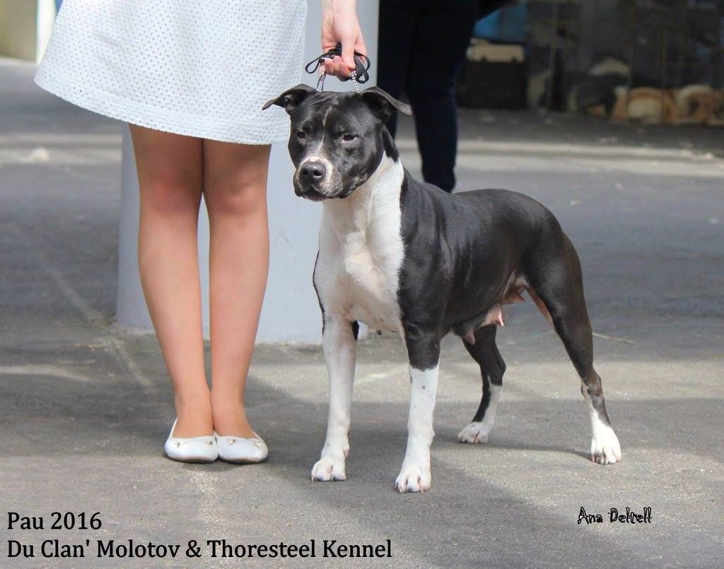 CH. Elektra von Den Taos Wächtern - 1ere Excellente BEST VETERANTE