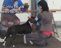 CH. Elektra von Den Taos Wächtern - 3eme Excellente