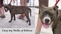 Easy my stella of kilissa (Sans Affixe) - Tres prometteur