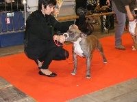 Easy my stella of kilissa (Sans Affixe) - 3eme Tres Bon