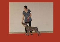 Easy my stella of kilissa (Sans Affixe) - 3eme Tres Bon