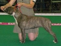 Easy my stella of kilissa (Sans Affixe) - 5em Très Prometteuse