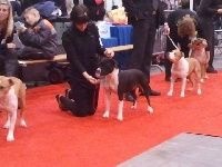 CH. Elektra von Den Taos Wächtern - 2eme Excellente