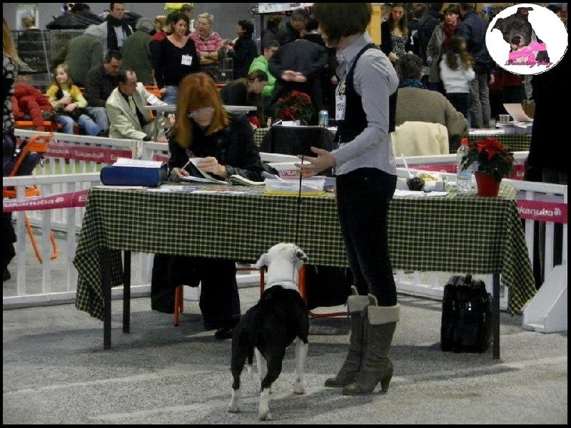 Damsteleasy Story G'zaya franstal's de zeus - 3eme Très Bon