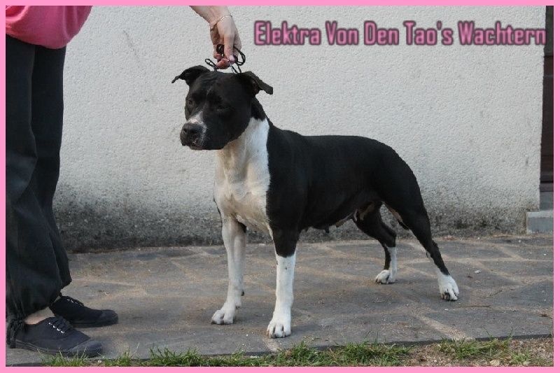 CH. Elektra von Den Taos Wächtern - Excellente non Classé Sélectionnée dans les dernieres