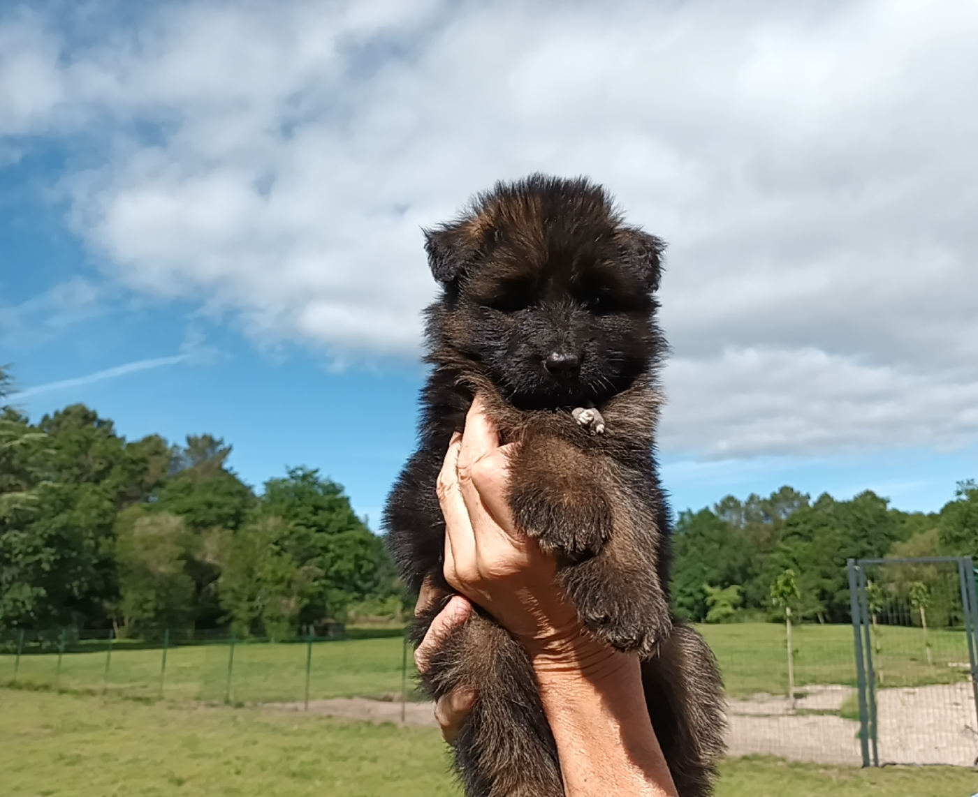 Chiot N°5