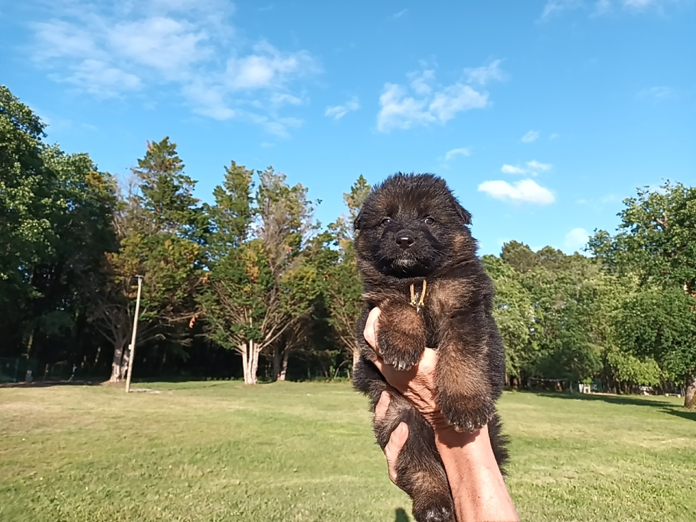 Chiot N°4