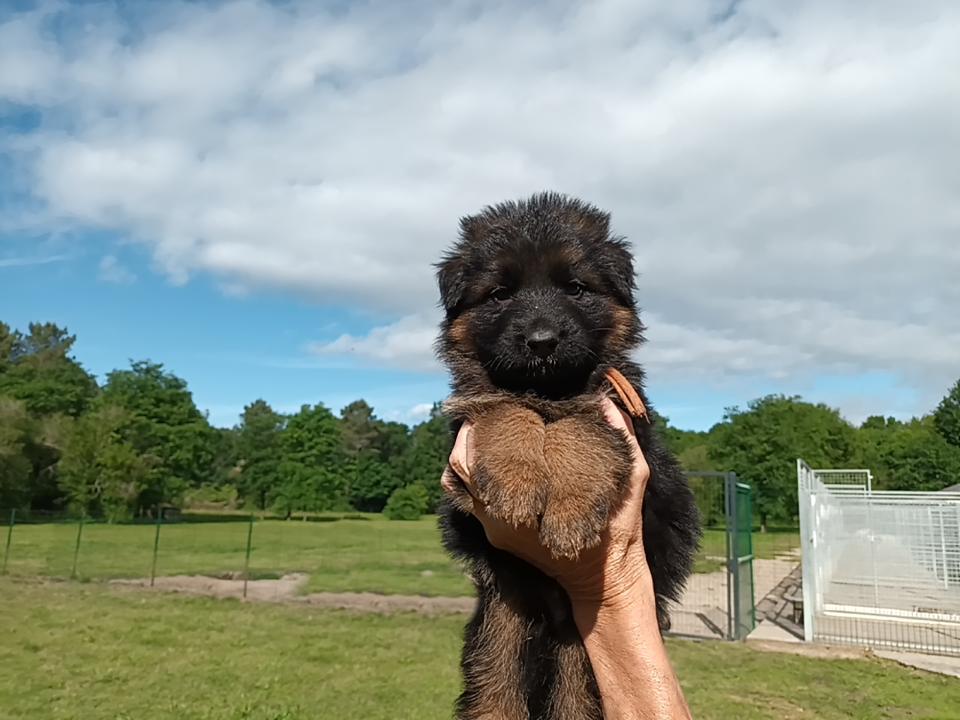 Chiot N°3