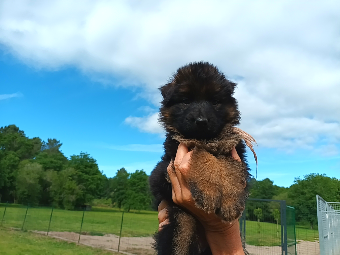 Chiot N°9