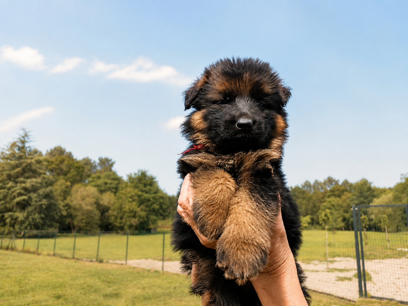 Chiot N°8