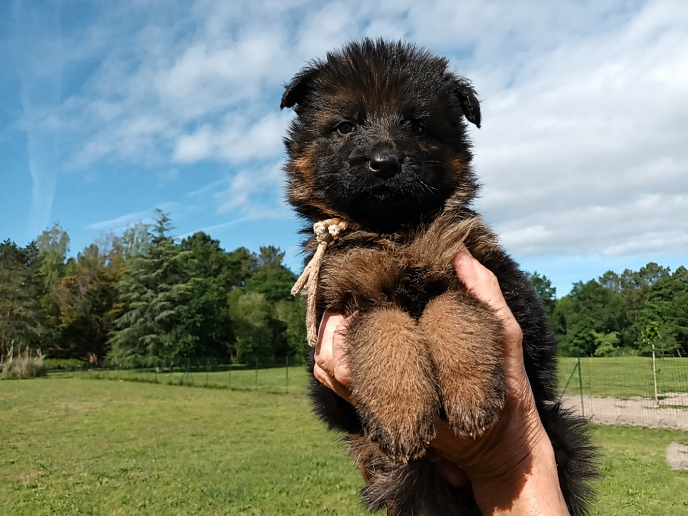 Chiot N°6