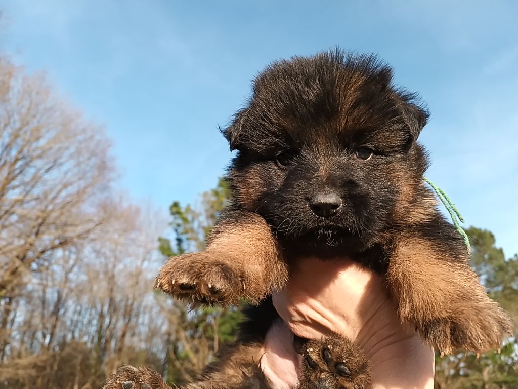 Chiot Berger Allemand A Poil Long