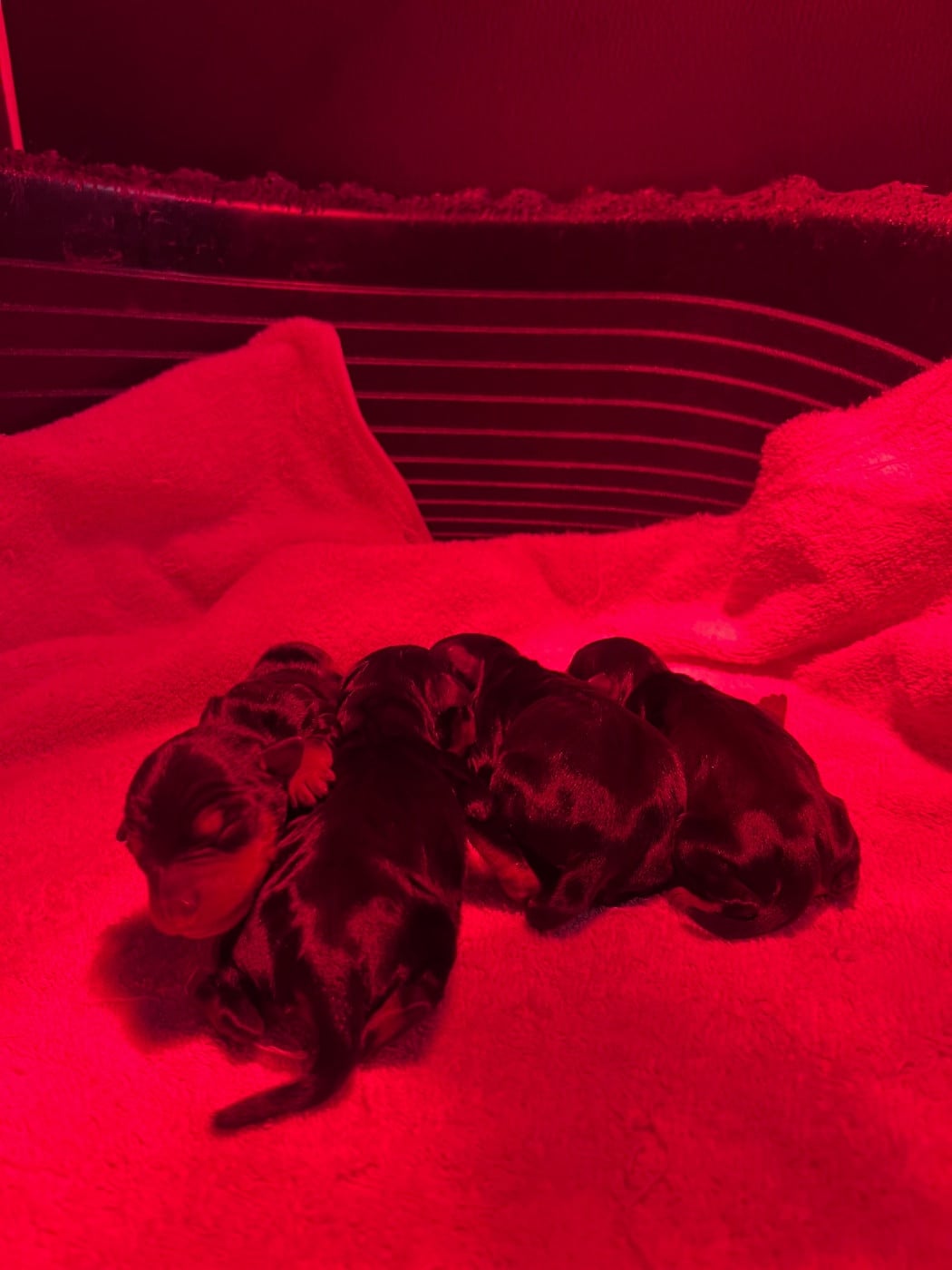 CHIOT 2 - Pinscher nain