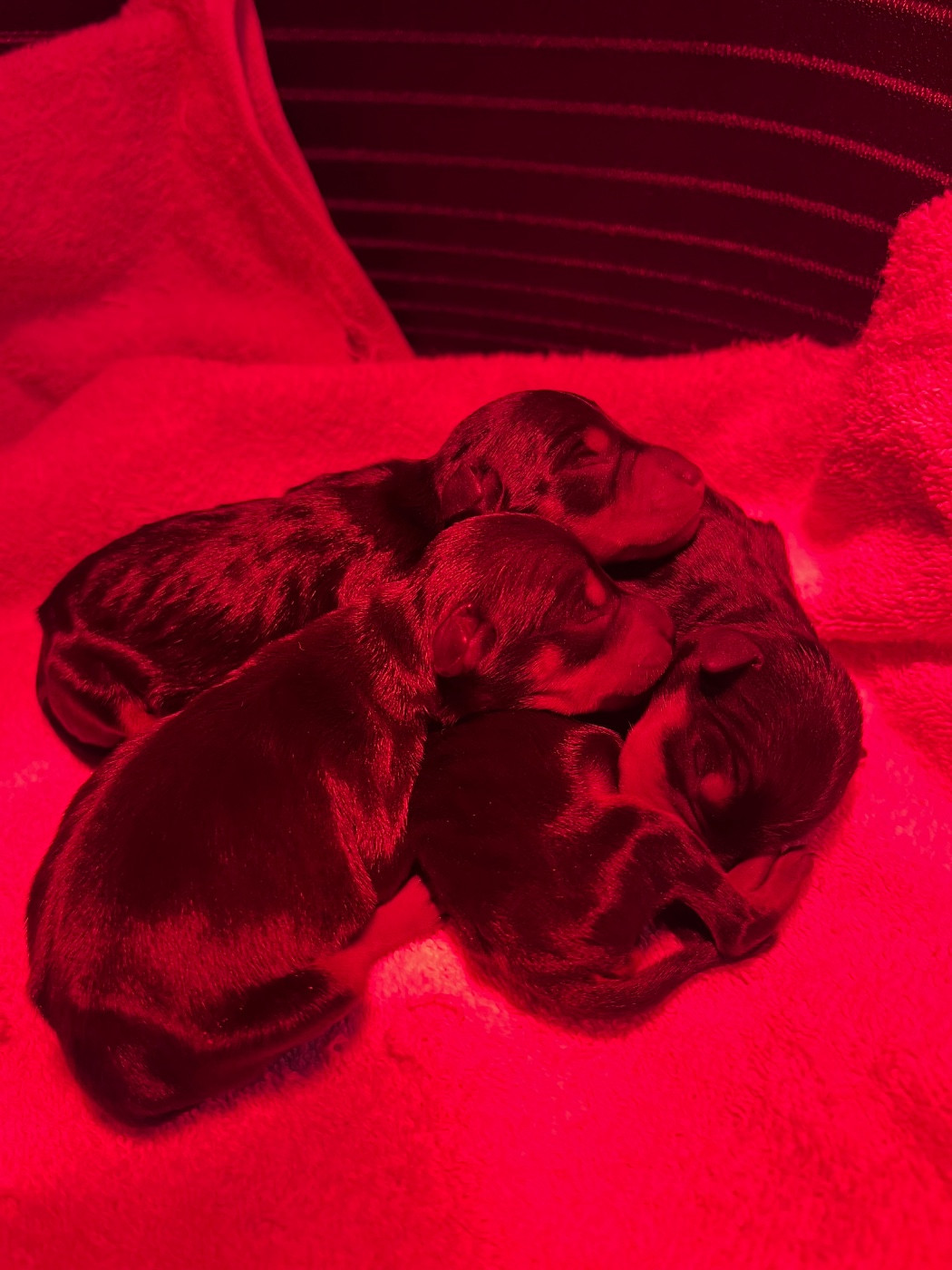 CHIOT 3 - Pinscher nain