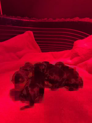 CHIOT 2 - Pinscher nain