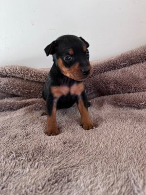 Les chiots de Pinscher nain