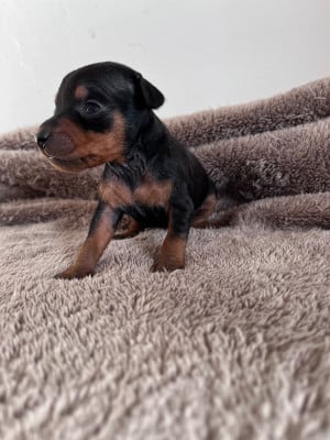 Les chiots de Pinscher nain